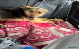 Mixed Breed dogs for adoption: CORA - a Beautiful & Kind Girl, for a Loving Home - Image 7