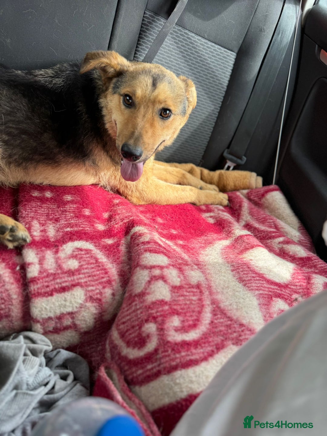 Mixed Breed dogs for adoption: CORA - a Beautiful & Kind Girl, for a Loving Home - Image 7