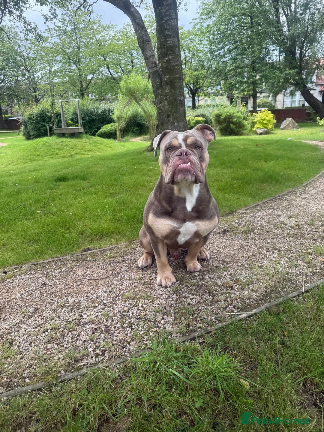 English Bulldog dogs for stud: Pablo - Image 8