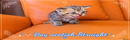 Scottish Fold cats for sale: Scotish Fold Kittens - Advert 7