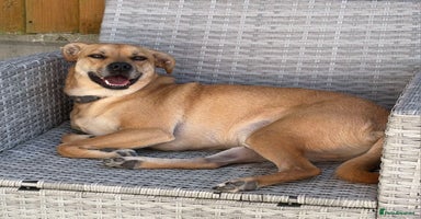 Mixed Breed dogs in Basildon - Advert 7