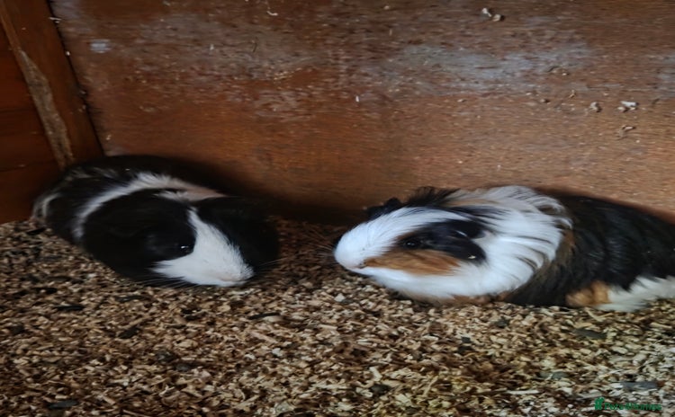 Guinea Pig rodents - Advert 1