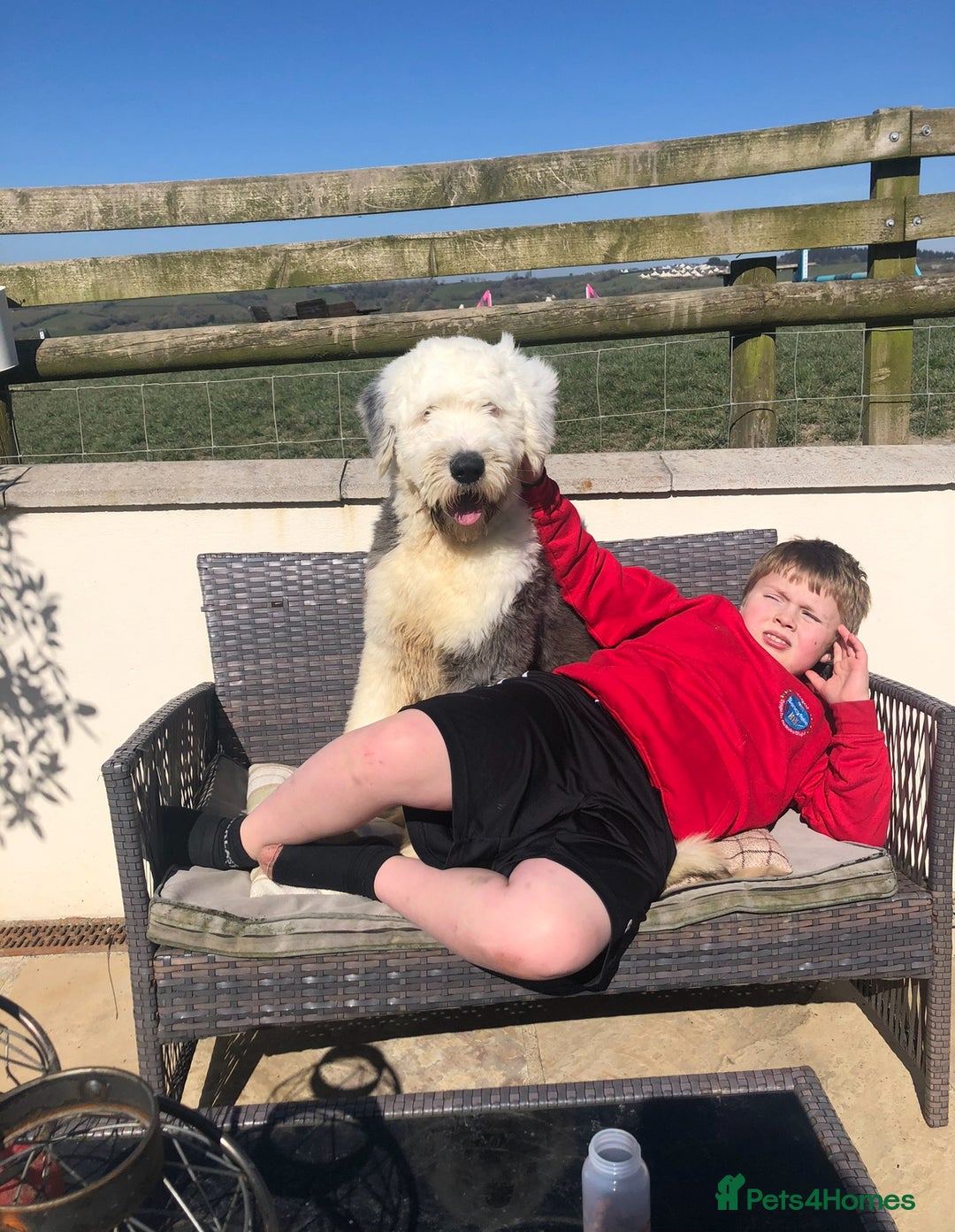 Old English Sheepdog dogs for sale: Old English sheep dogs kc  - Advert 10