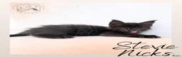 Maine Coon cats for sale: High Smoke, Smoke and Solid Pedigree Maine Coon’s - Advert 27