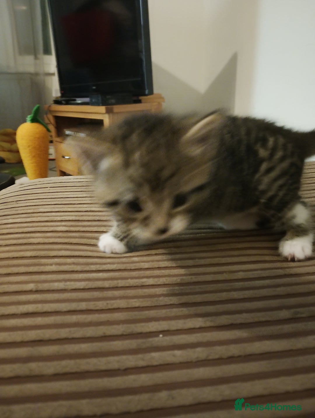 British Shorthair cats for sale: 3 stunning kittens all very cute  - Advert 4