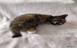 Domestic Shorthair cats for sale: domesticated shorthair kittens - Image 14