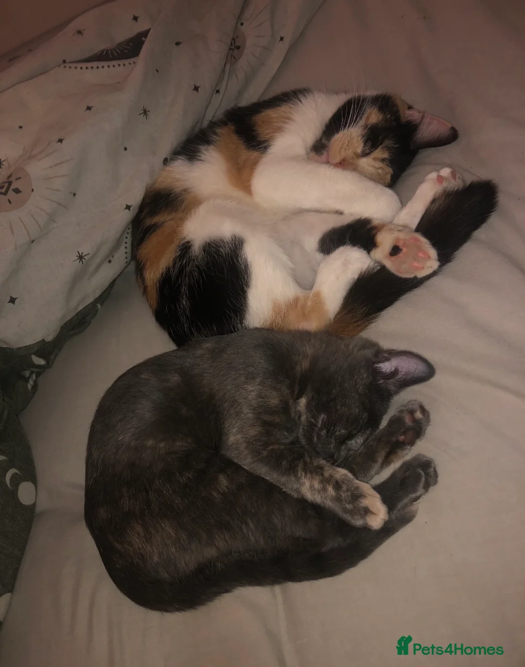 Mixed Breed cats for sale: 2 female cats for sale (together) - Advert 1