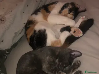 Mixed Breed cats 2 female cats for sale (together) - Advert 3