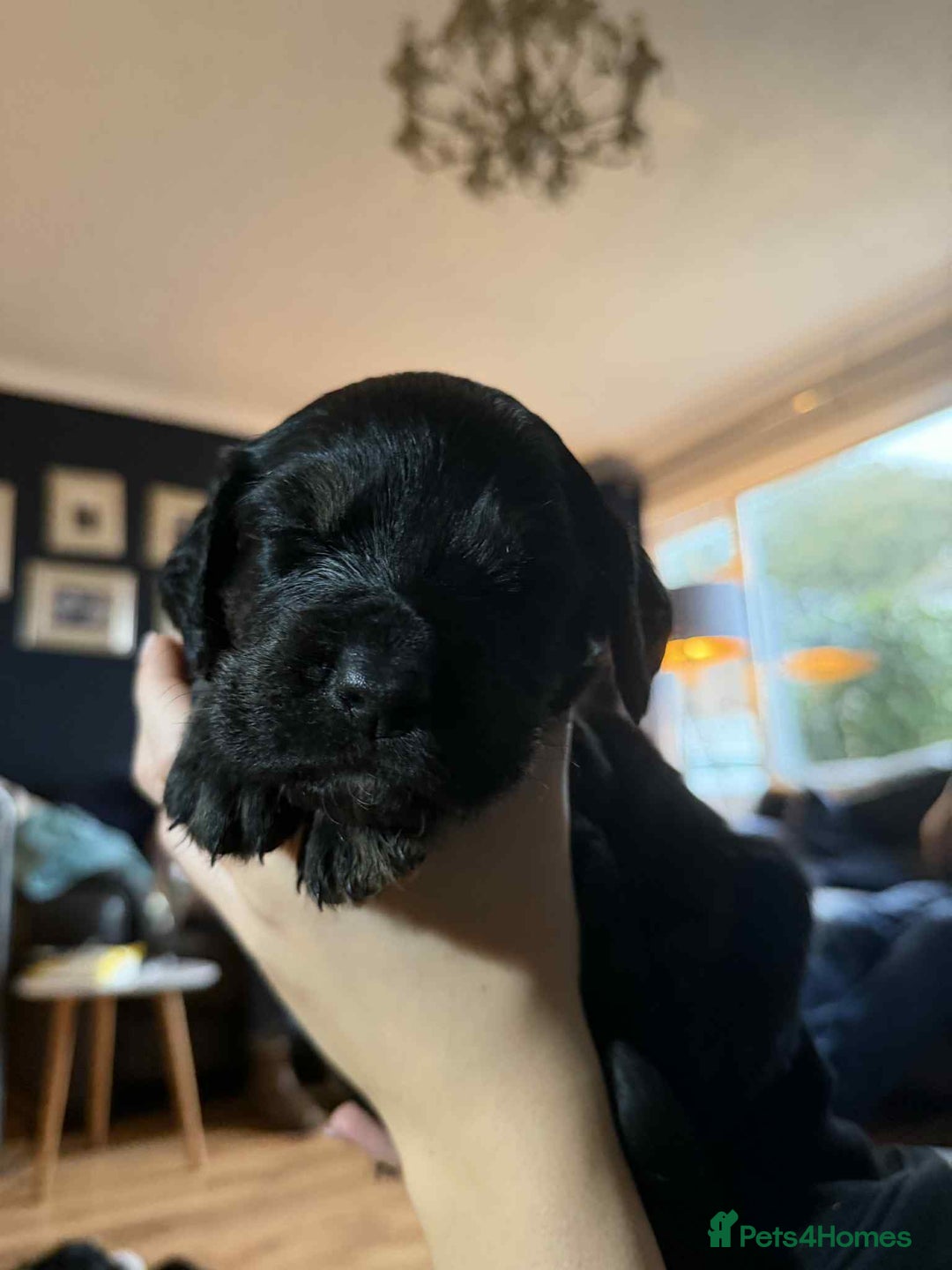 Mixed Breed dogs for sale: One off litter of Spangold Retrievers  - Advert 6