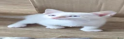 Snowshoe cats for sale: Rare TICA registered Snowshoe kittens - Advert 30