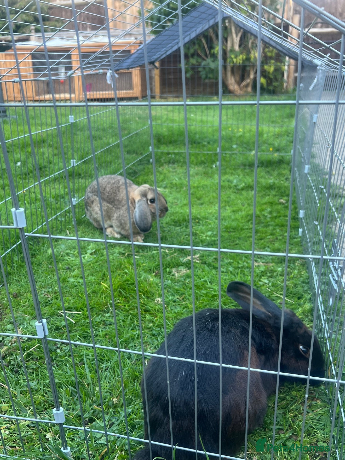 Mixed Breed rabbits Mixed lop - Advert 22