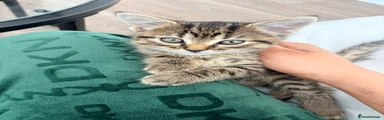 Tabby Kitten 4