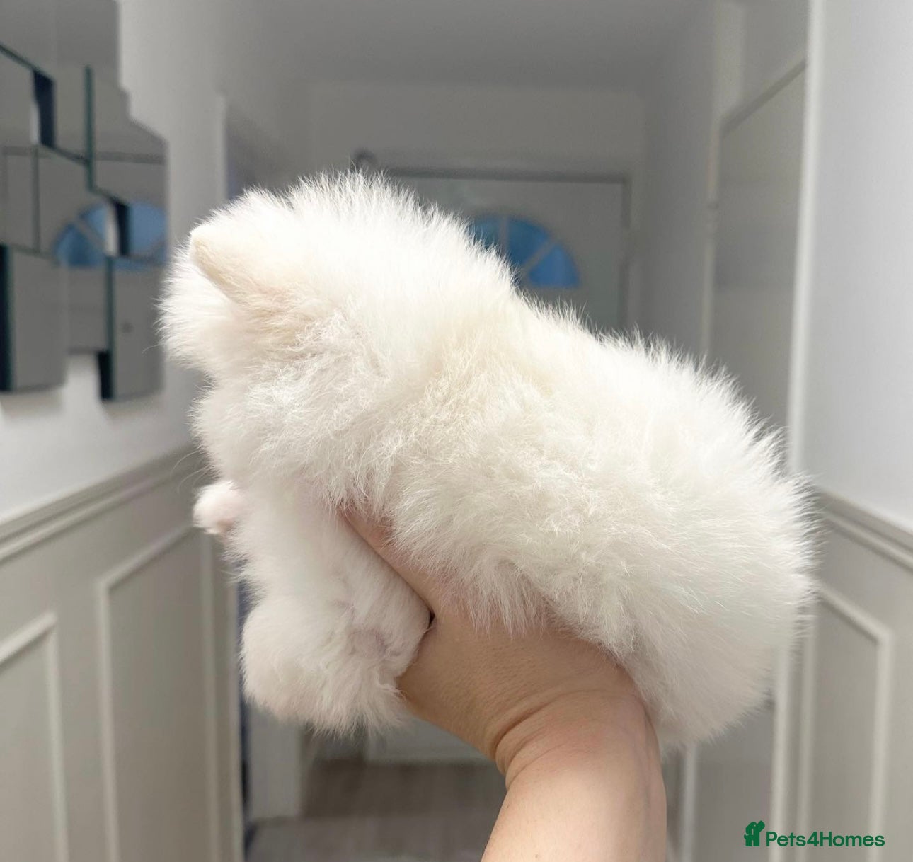 Pomeranian dogs Champion blood line teddy bear Pomeranian pups  - Advert 3