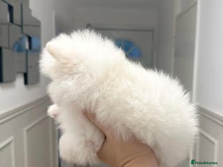 Pomeranian dogs Champion blood line teddy bear Pomeranian pups - Advert 3