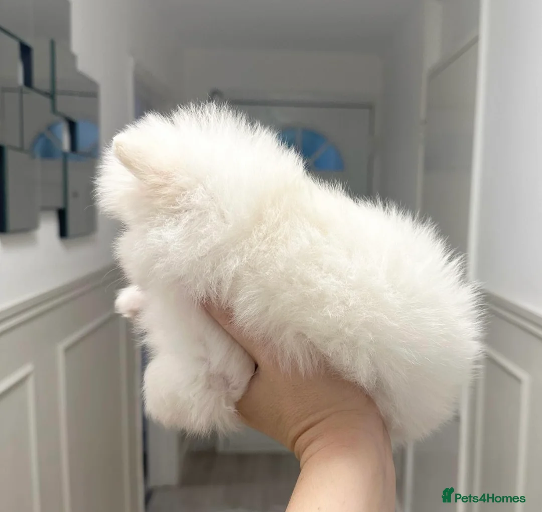 Pomeranian dogs for sale: Champion blood line teddy bear Pomeranian pups  - Advert 1