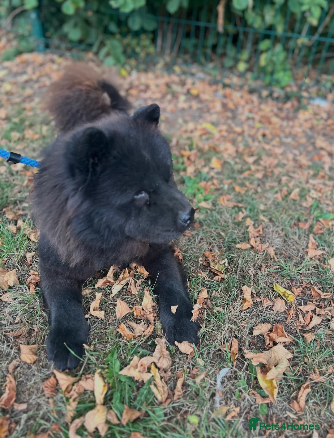 Chow Chow dogs for sale: Chow Chow Girl Looking for a Loving Home - Advert 2