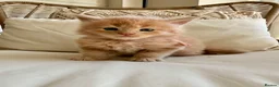 Maine Coon cats for sale: Stunning chunky Mainecoons  in Teignmouth - Advert 9