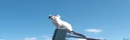 Mixed Breed cats for sale: White fluffy male cat. in Doncaster - Advert 1