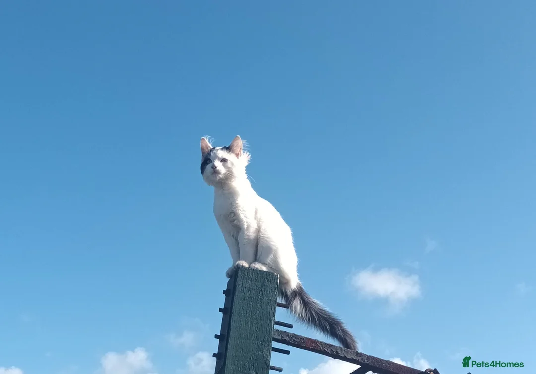 Mixed Breed cats for sale: White fluffy male cat. in Doncaster - Advert 1