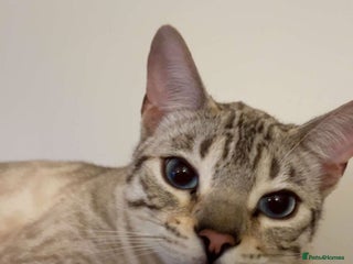 Bengal cats 🔥🏆Stunning Tica registered snow bengal 🔥🏆 - Advert 1