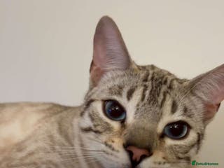 Bengal cats 🔥🏆Stunning Tica registered snow bengal 🔥🏆 - Advert 20