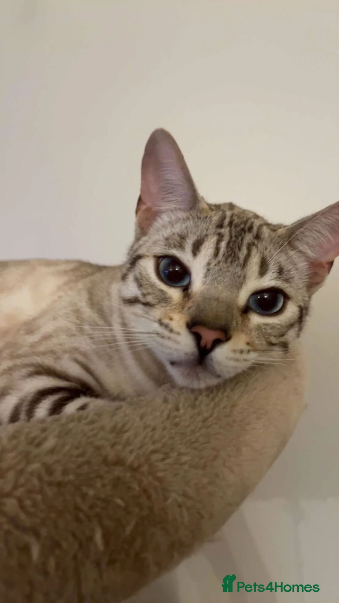 Bengal cats for sale: 🔥🏆Stunning Tica registered snow bengal 🔥🏆 - Advert 2