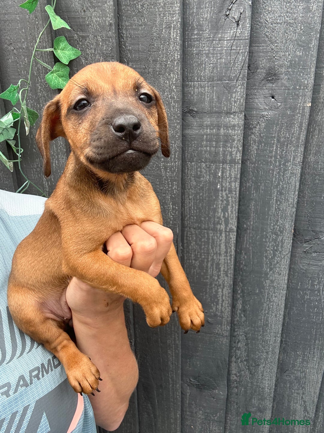 Patterdale Terrier dogs for sale: Patterdale pups  - Image 10