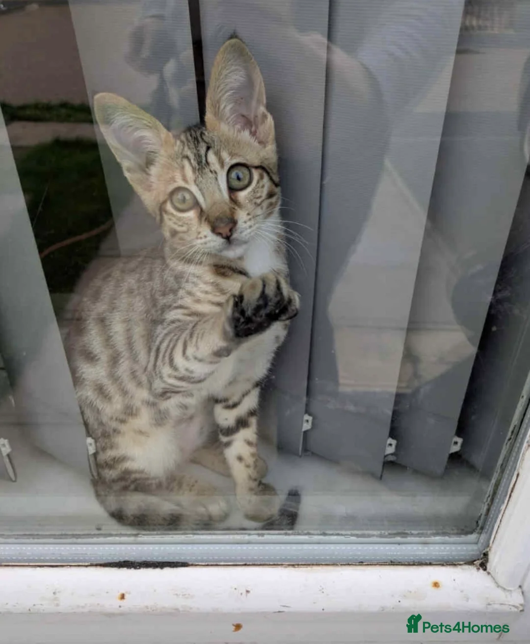 Savannah cats for sale: £700 female only left f3 - Advert 2