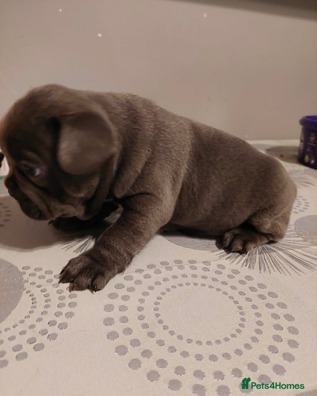 French Bulldog dogs for sale: Beautiful KC registered French Bulldog Puppies - Advert 8