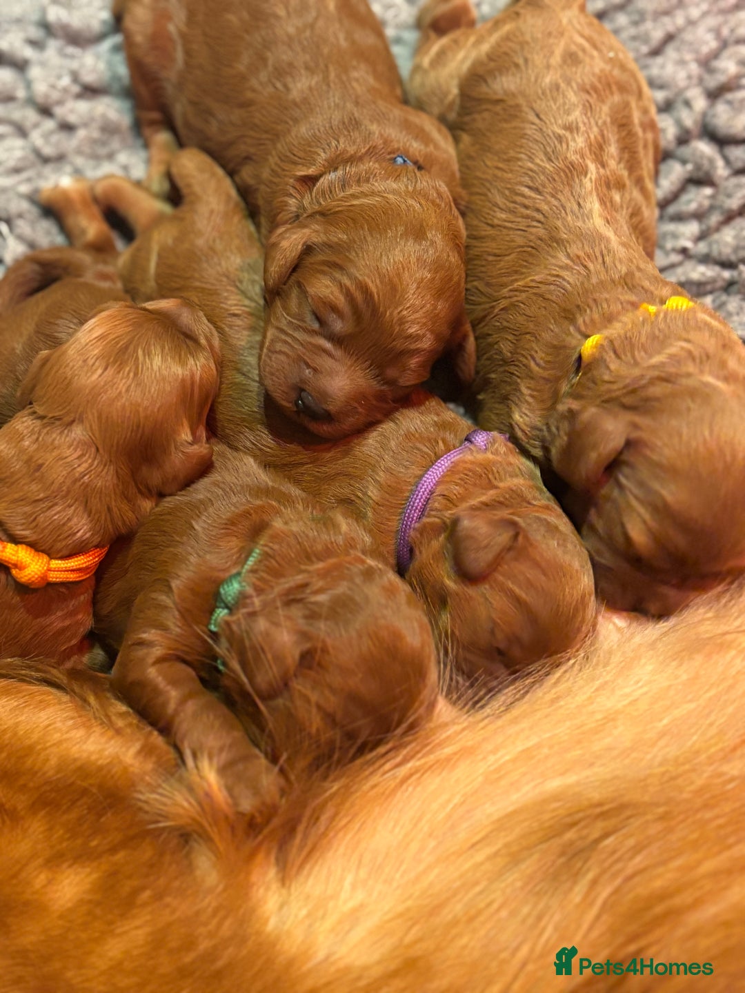 Cavapoo dogs for sale: Litter of 5 born 8/11/25; only one boy left  - Advert 11