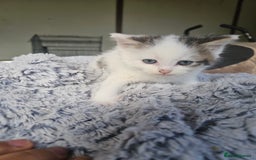 Mixed Breed cats for sale:  🐾 Adorable Kittens Ready for Loving Homes 🐾 - Image 20