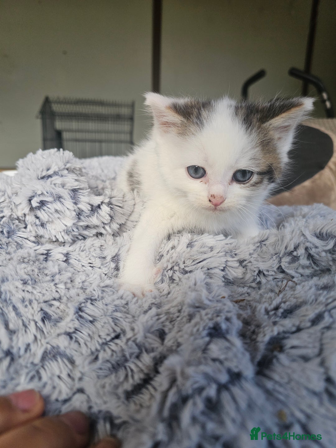 Mixed Breed cats for sale:  🐾 Adorable Kittens Ready for Loving Homes 🐾 - Image 20