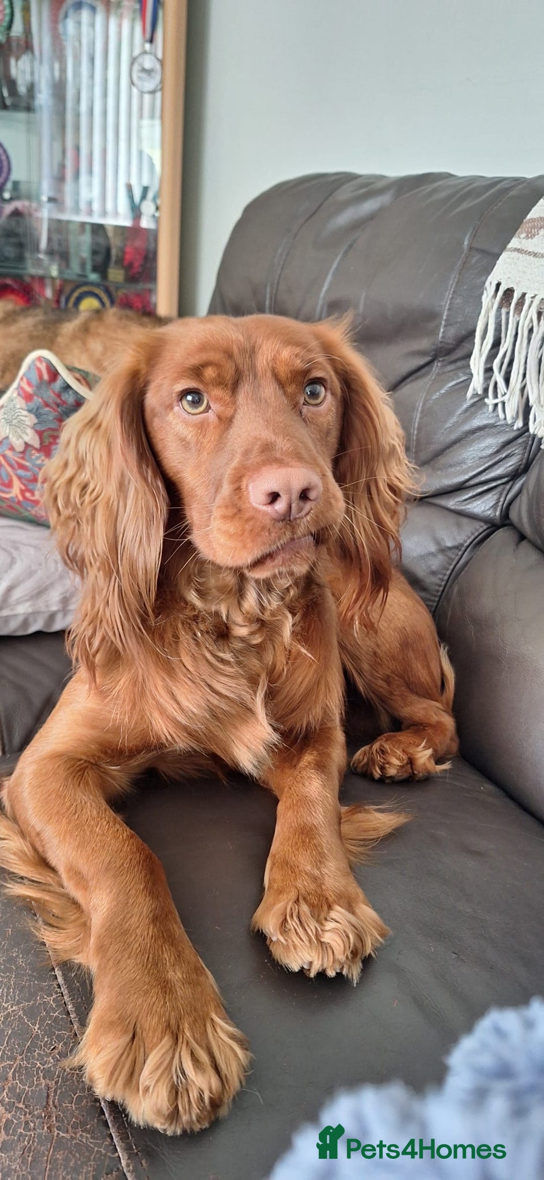 Cocker Spaniel dogs for stud: KC Reg, health tested Working cocker Spaniel in Barnsley - Image 9