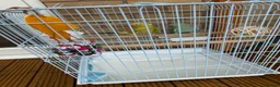 Ringnecks birds for sale: Indian Ringneck parrots — male and female in Doncaster - Advert 2