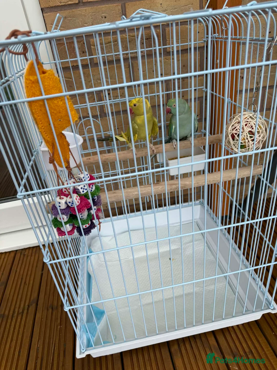 Ringnecks birds for sale: Indian Ringneck parrots — male and female in Doncaster - Advert 2