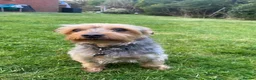 Mixed Breed dogs for sale: Beautiful Patterjack x Yorkshire terrier pups  - Advert 11