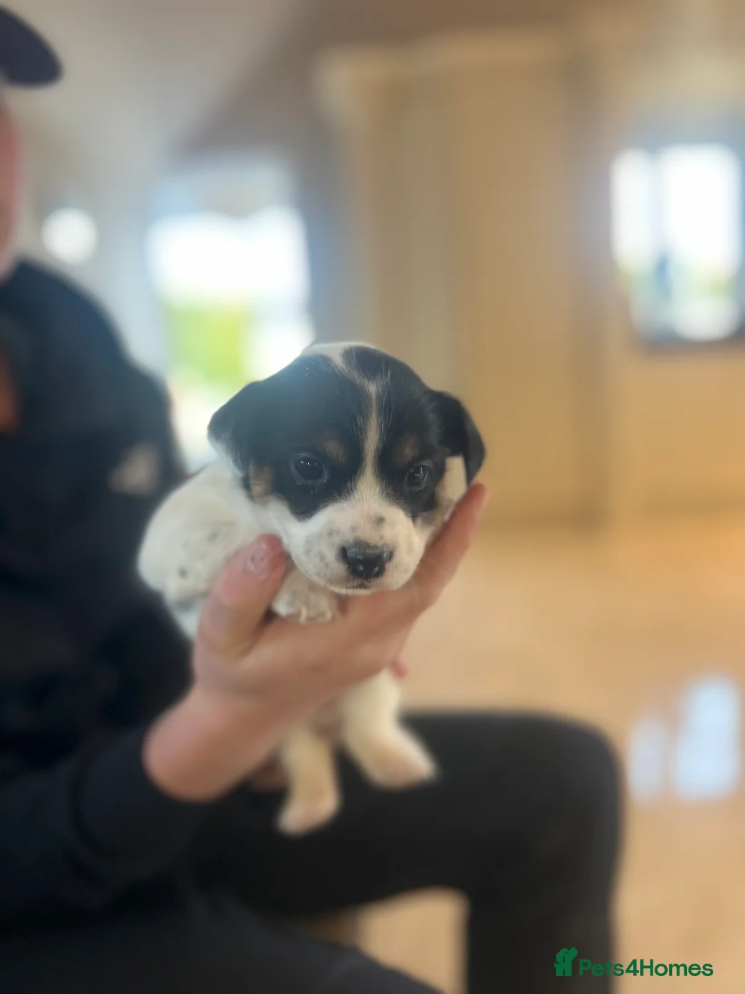 Jack Russell dogs for sale: Minature short legged Jack russell - Advert 3