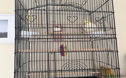 Cockatiels birds for sale: Male cockatiel for sale - Image 6