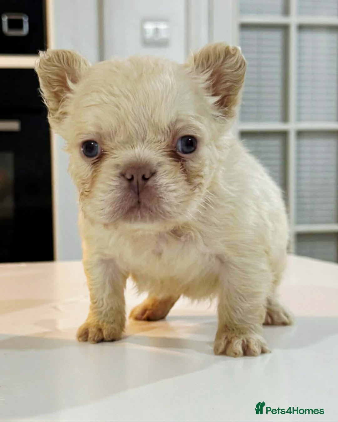 French Bulldog dogs for sale: Fluffy french bulldogs READ DESCRIPTION  - Advert 2