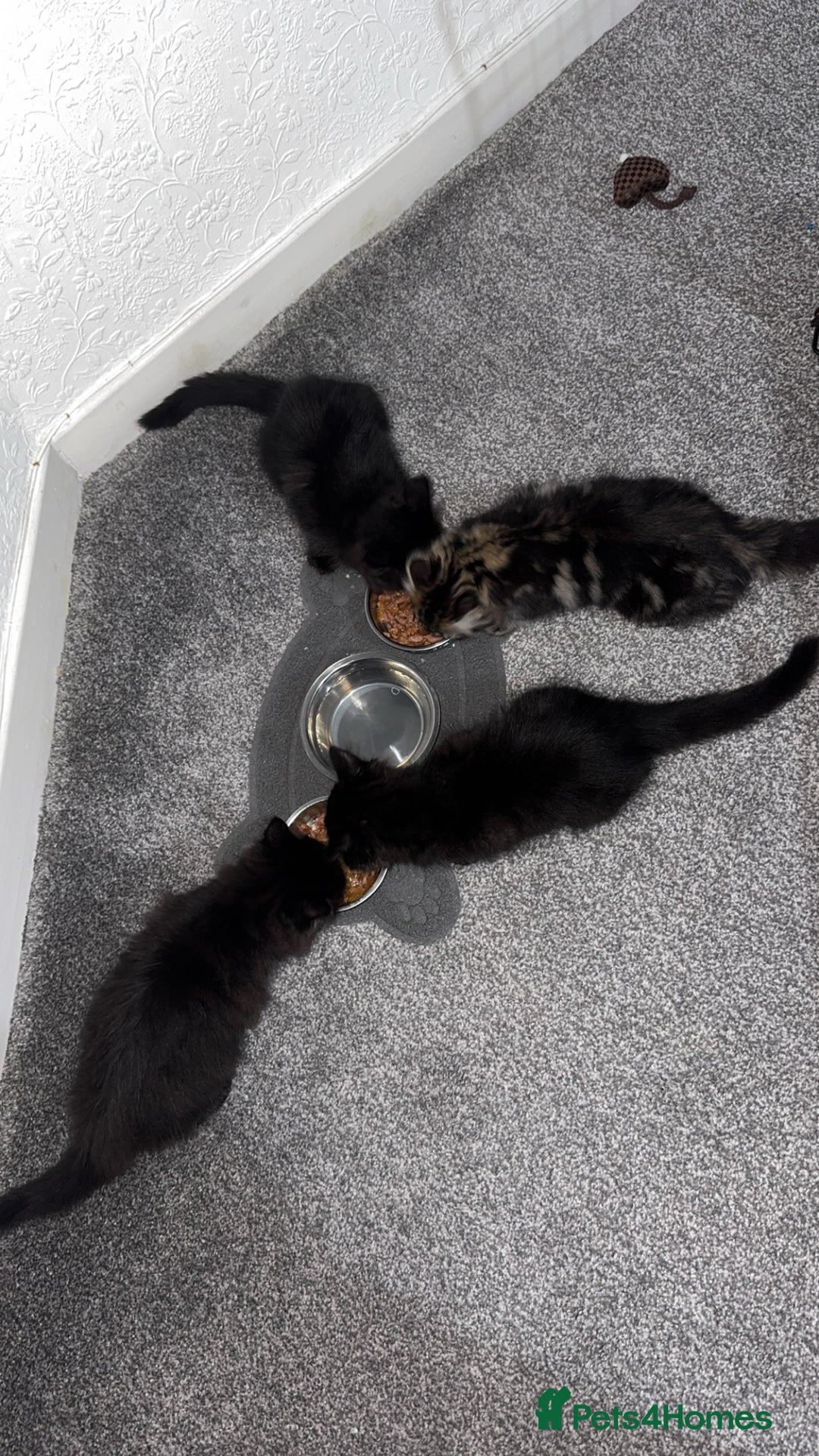 Mixed Breed cats for sale: 2 black half ragdoll kittens - Image 12