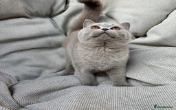 British Shorthair cats for sale: Ready British Shorthair Chunky Kittens - Image 6