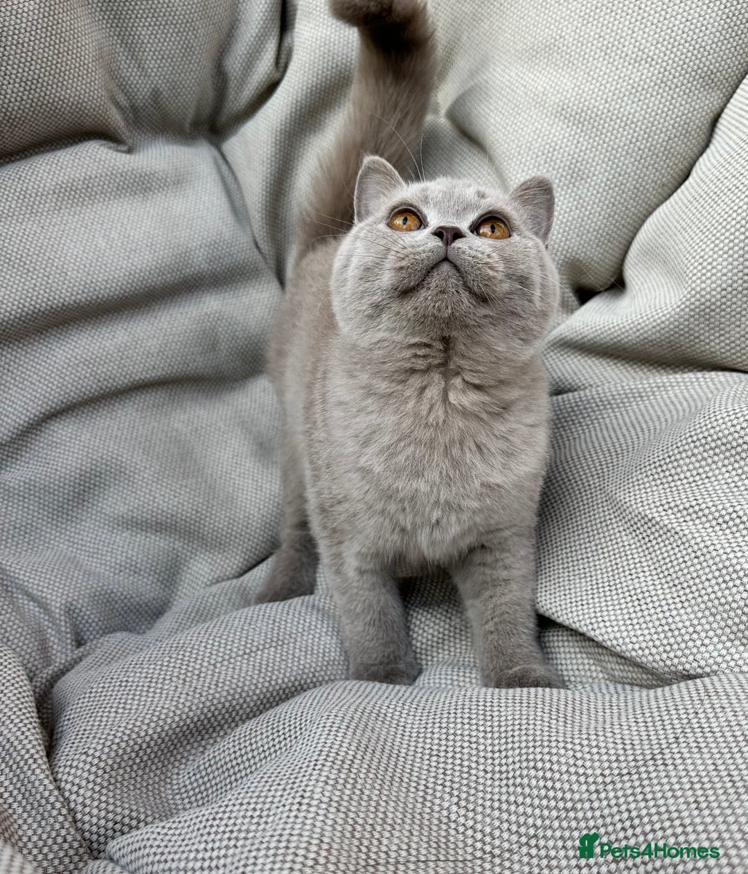British Shorthair cats for sale: Ready British Shorthair Chunky Kittens - Image 6