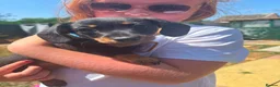 Miniature Dachshund dogs for sale: Miniature dachshund  - Advert 1