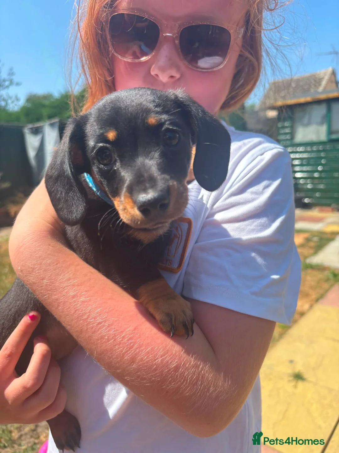 Miniature Dachshund dogs for sale: Miniature dachshund  - Advert 1