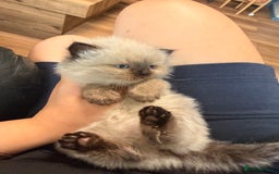 Ragdoll cats for sale: Adorable Ragdoll Kittens  - Image 5