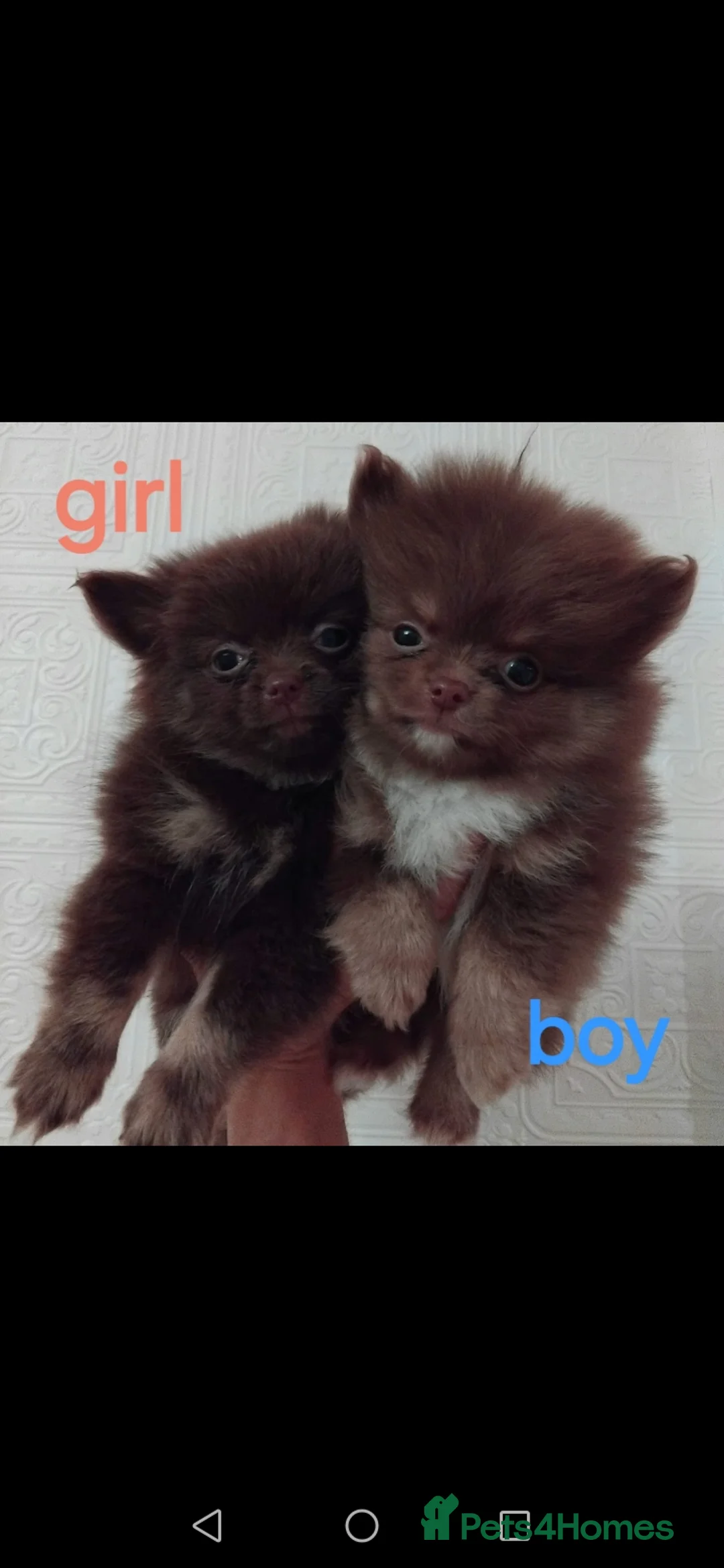 Pomeranian dogs for sale: Stunning pomeranian pups - Advert 15