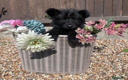 German Shepherd dogs for sale: Ready to go German Shepherd Alsatian puppies - Image 2