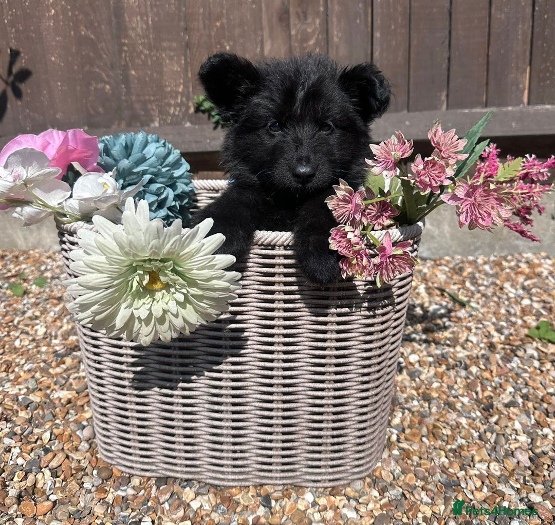 German Shepherd dogs for sale: Ready to go German Shepherd Alsatian puppies - Image 2