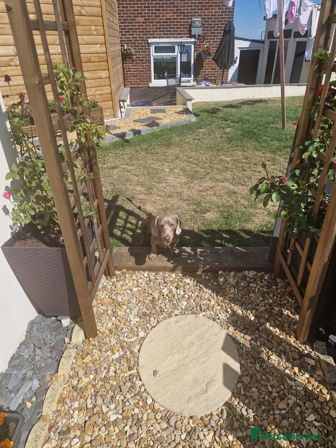 Miniature Dachshund dogs for stud: For stud my boy Dinky  in Alfreton - Advert 4