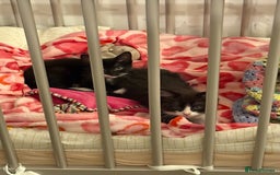 British Longhair cats for sale: Kitten - Image 1